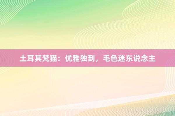 土耳其梵猫：优雅独到，毛色迷东说念主